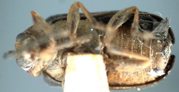 Media type: image;   Entomology 27358 Aspect: habitus ventral view